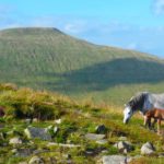 I cavalli locali nelle Brecon Beacons, Galles