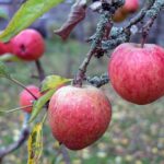 Un albero di mele della scuola Trebinshun House
