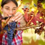 A France Langue Bordeaux student harvests wine grapes