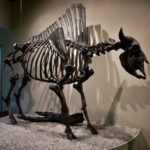 Bison Skeleton dentro il Page Museum