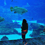 Dentro il Seaquarium