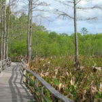 Il parco nazionale delle Everglades 