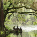 Il parco nazionale delle Everglades 