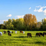 Il Port Meadow di Oxford, Regno Unito