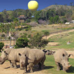 Safari in mongolfiera a San Diego