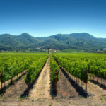 La Valle di Napa in California fuori San Francisco