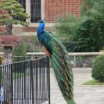 Whitgift Summer School campus peacock