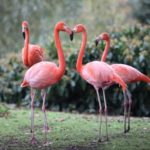 Whitgift Summer School campus flamingoes