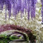 Flower Garden in Fukuoka