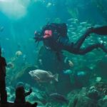 L'acquario di Vancouver, Canada