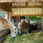 La stalla dell'Hotel Reiter