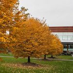 Il Rennert Summer Plus! New York Brooklyn College - New York, USA