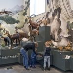 Il Naturmuseum di San Gallo - Svizzera
