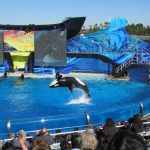 CISL San Diego Summer Camp students visit Sea World