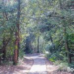 A walking trail through the woods of the Linguaviva Summer Camp 