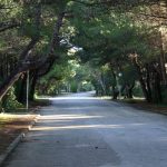 A wooded avenue of the Linguaviva Summer Camp 