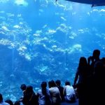 Tamwood San Francisco Summer Camp students go to the aquarium