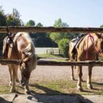 The horses at Casal Cerqueto