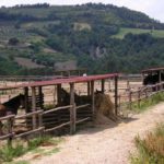 The horses at Casal Cerqueto