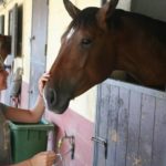 Alphabet Outdoor Exploration Camp students at the stables