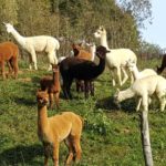Degli alpaca nell'area esterna della Cascina il Faggio