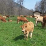 Delle mucche nell'area esterna della Cascina il Faggio