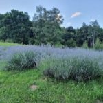 L'area esterna della Cascina il Faggio