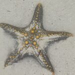 The wonderful beaches of Nungwi and Kendwa, which are in walking distance of the accommodation