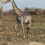 Weekend safari to Saadani National Park