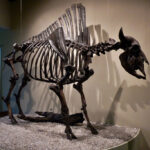 Bison Skeleton Inside the Page Museum