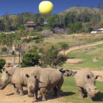 Balloon Safari in San Diego