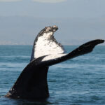 Converse San Diego students go on a whale watching boat trip