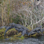 Crocodiles in Everglades National Park 