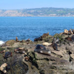 La Jolla seals