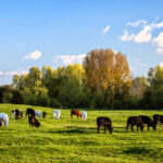 The Port Meadow in Oxford, UK