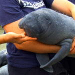 Baby Manatee Cadbury Inside the Miami Seaquarium