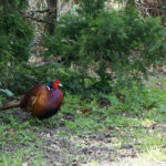 A wild pheasant in the Cambridge countryside