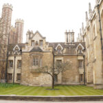 A sapling from Newton's Tree, Cambridge, UK