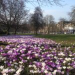 Crocuses on The Stray in Harrogate