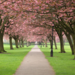 The Stray in Harrogate