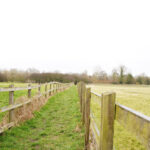 Llamas in the countryside outside Cambridge