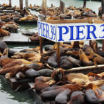 Seals at Pier 39, San Francisco